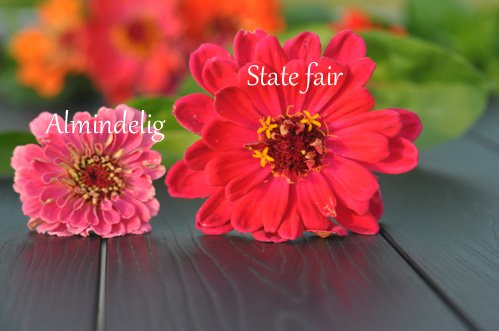 Kan du se forskellen?