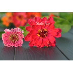 Frkenhat. State fair mix. Zinnia elegans. Fr