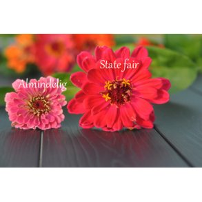 Fr�kenhat fr�. State fair mix. Zinnia elegans. Ca. 200 Fr�