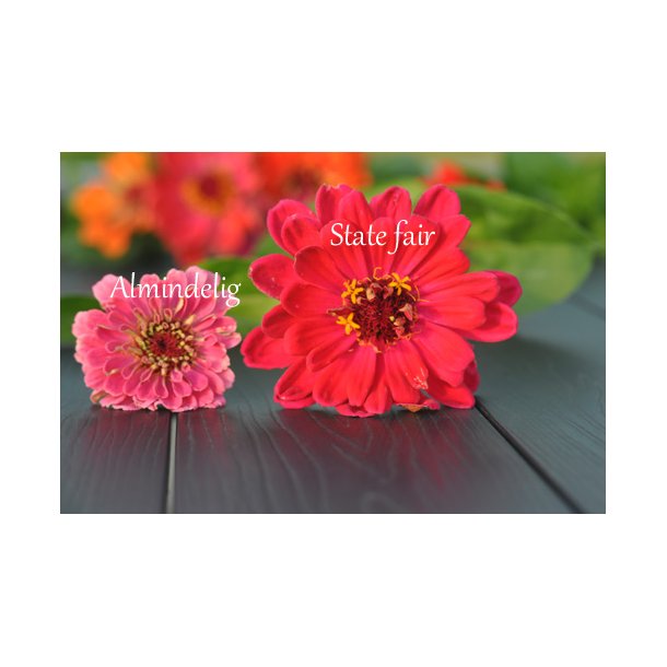 Fr�kenhat fr�. State fair mix. Zinnia elegans. Ca. 200 Fr�