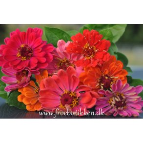 Frkenhat. State fair mix. Zinnia elegans. Fr