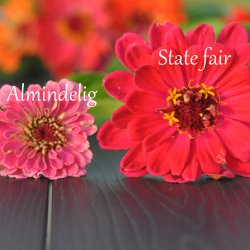 Fr�kenhat fr�. State fair mix. Zinnia elegans. Ca. 200 Fr�