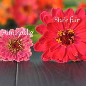 Fr�kenhat fr�. State fair mix. Zinnia elegans. Ca. 200 Fr�