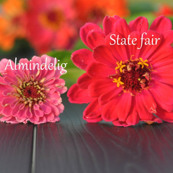 Fr�kenhat fr�. State fair mix. Zinnia elegans. Ca. 200 Fr�