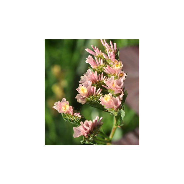 Hindebger / Staticer. Apricot. Limonium sinuatum. Fr