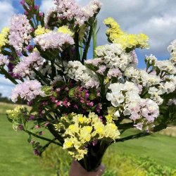 Hindeb�ger fr�/ Staticer. Mix. Limonium sinuatum. Ca. 275 Fr�.