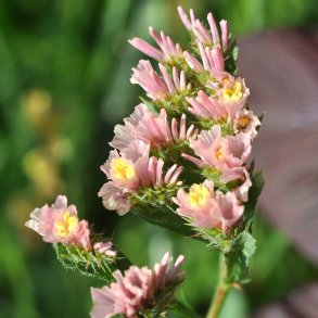 Hindeb�ger / Staticer fr�. Apricot. Limonium sinuatum. Ca. 275 Fr�