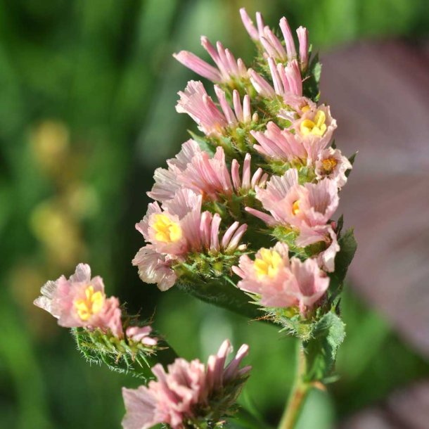 Hindeb�ger / Staticer fr�. Apricot. Limonium sinuatum. Ca. 275 Fr�