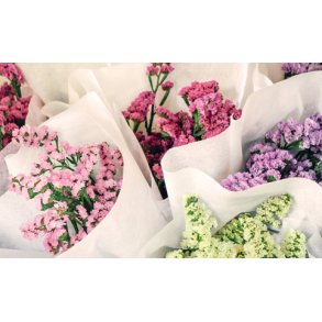 Hindebger / Staticer. Mix. Limonium sinuatum. Fr.