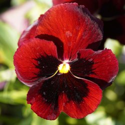 Stedmoderblomst fr�. Alpenglow / Lueur des Alpes. Viola wittrockiana. Ca. 300 Fr�.