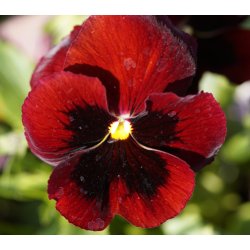 Stedmoderblomster. Alpenglow. Viola wittrockiana. Fr.