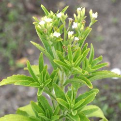 S�d Stevia fr�. Stevia rebaudiana. Ca. 25 Fr�