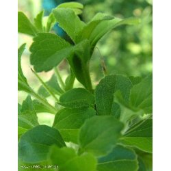 Sd Stevia. Stevia rebaudiana. Fr