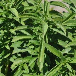 S�d Stevia fr�. Stevia rebaudiana. Ca. 25 Fr�