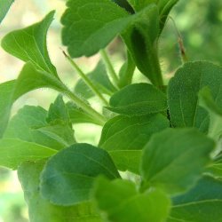 S�d Stevia fr�. Stevia rebaudiana. Ca. 25 Fr�