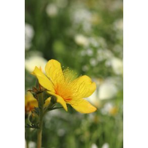 Stjerneblink. Mentzelia lindleyi. Fr