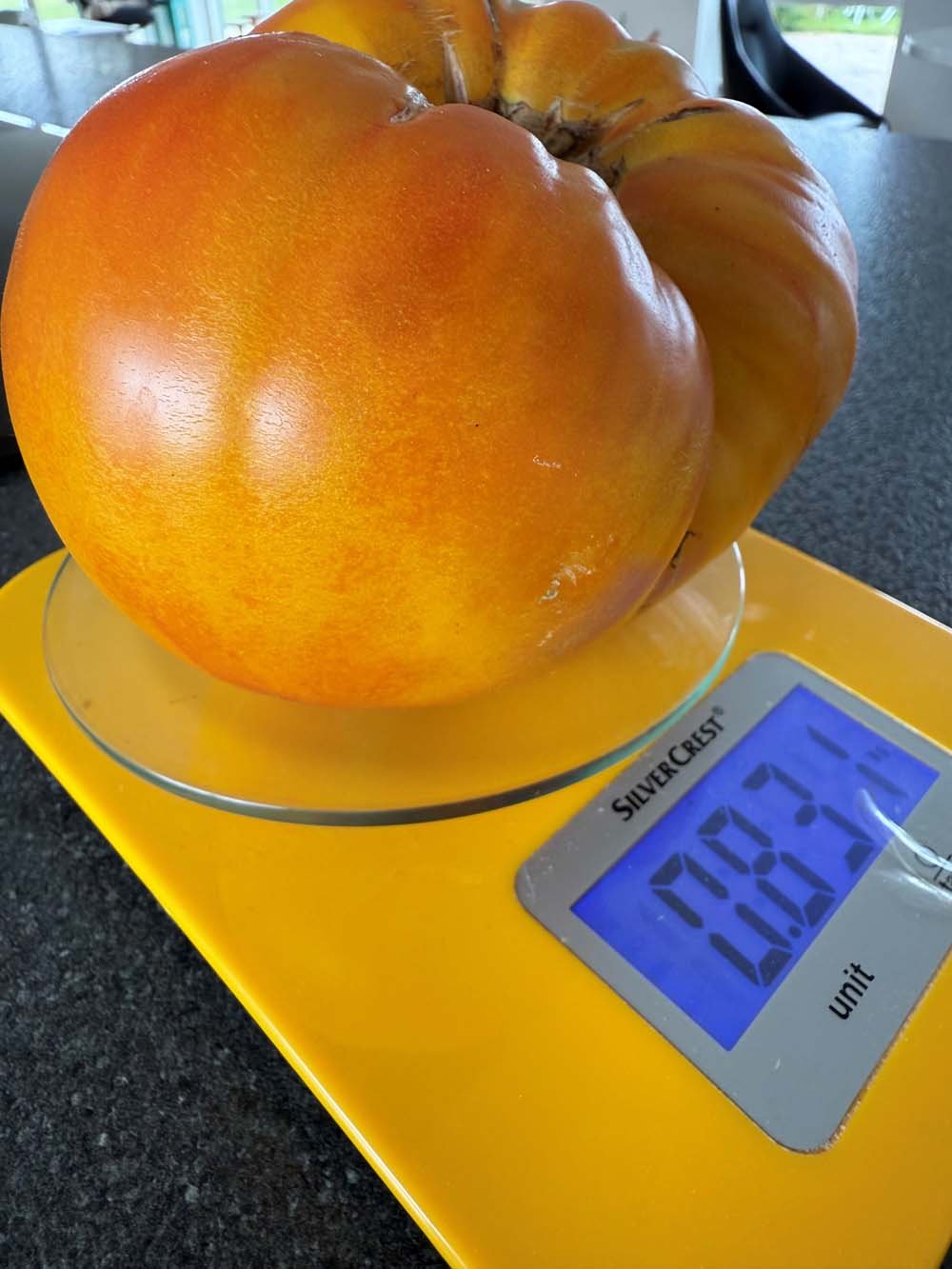 German gold tomater. Største vægt i 2025 testen