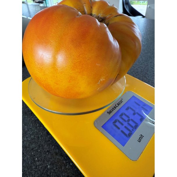 Tomat fr�. German Gold. Solanum lycopersicum. Ca. 8 fr�