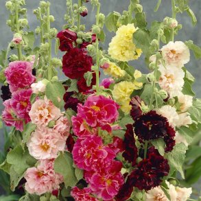 Stokroser fr�. Chaters mixed. Alcea rosea. XL pose. Ca. 1900 Fr�.