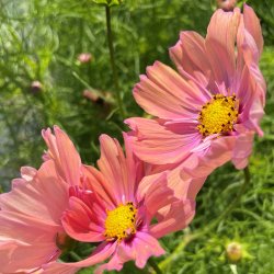 Stolt kavaler fr�. Apricotta. Cosmos bipinnatus. Ca. 30 Fr�