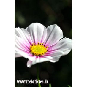 Stolt kavaler. Sensation. Daydream. Cosmos bipinnatus. Fr.