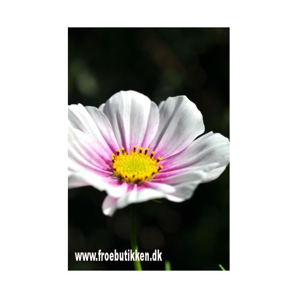 Stolt kavaler. Sensation. Daydream. Cosmos bipinnatus. Fr.