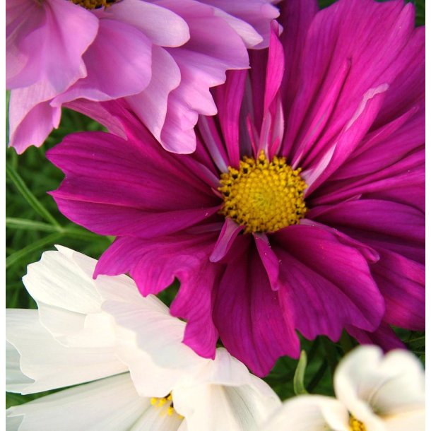 Stolt kavaler. Sea shells mix. Cosmos bipinnatus. Fr.