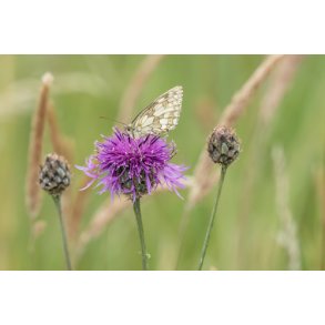 Knopurt. Stor. Centaurea scabiosa. Fr