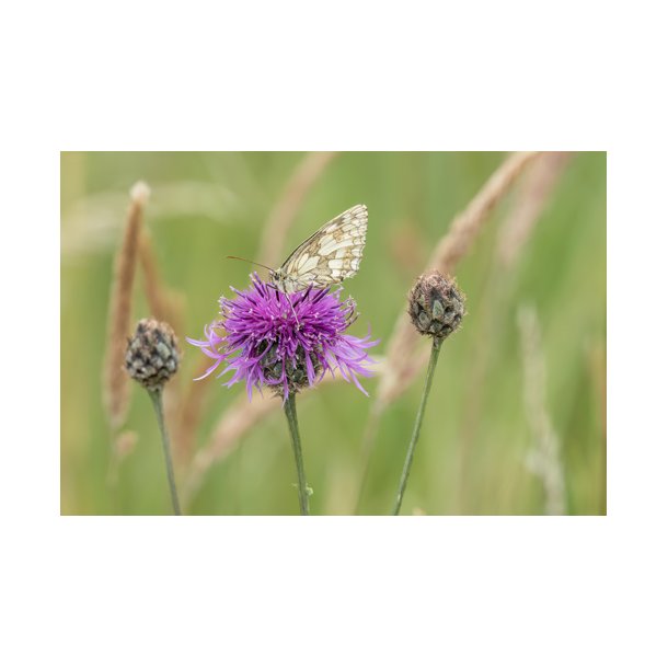 Knopurt. Stor. Centaurea scabiosa. Fr