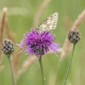 Knopurt fr�. Stor. Centaurea scabiosa. Ca. 80 Fr�