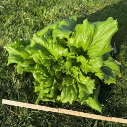Salat fr�. Ice queen. Lactuca sativa. Ca. 1200 Fr�.