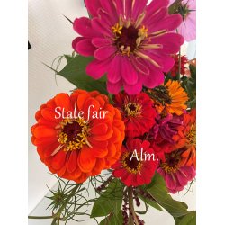 Frkenhat. State fair mix. Zinnia elegans. Fr