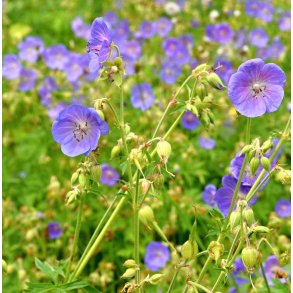 Storkenb. Engstorkenb. Geranium pratense. Fr