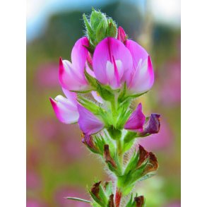 Strandkrageklo. Ononis spinosa. Fr