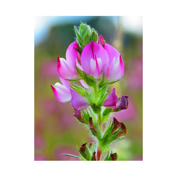 Strandkrageklo. Ononis spinosa. Fr