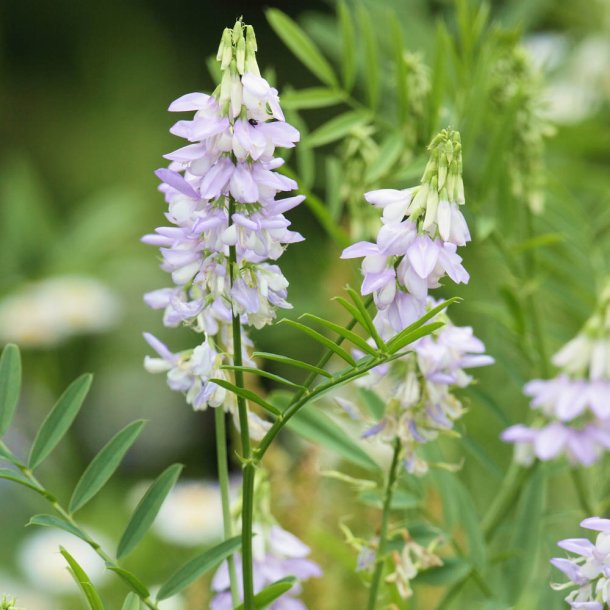 Stregb�lg fr�. L�ge. Galega officinalis. Ca. 60 Fr�