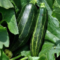 Courgetter fr. Striato dItalia. Cucurbita pepo. Ca. 25 Fr.