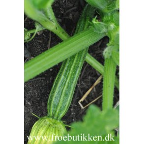 Courgetter. Striato dItalia. Cucurbita pepo. Fr.