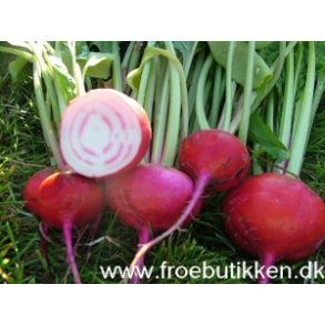 Rdbeder. Chioggia. Beta vulgaris. Fr.