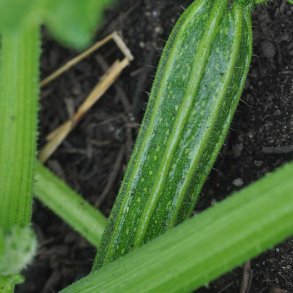 Courgetter fr. Striato dItalia. Cucurbita pepo. Ca. 25 Fr.