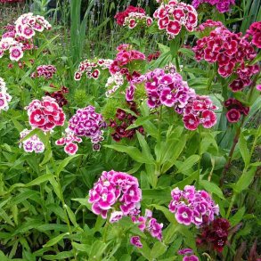 Studenternelliker fr�. Dianthus barbatus. Mix. Ca. 900 �kologiske fr�.