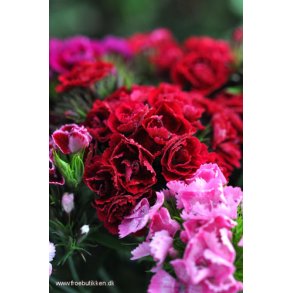 Studenternellike. Dianthus barbatus. Mix. Fr.