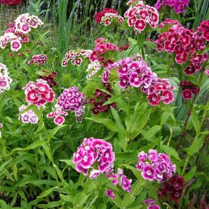 Studenternelliker fr�. Dianthus barbatus. Mix. Ca. 900 �kologiske fr�.