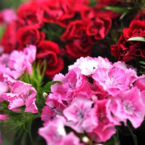 Studenternelliker fr�. Dianthus barbatus. Mix. 2800 Fr�.