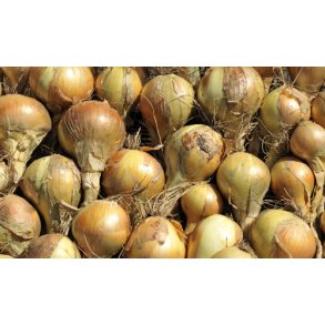 Lg. Sturon. Allium cepa.  kologisk. Fr