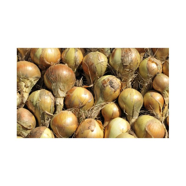 Lg. Sturon. Allium cepa.  kologisk. Fr