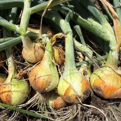 L�g fr�. Sturon. Allium cepa.  Ca. 215 �kologiske fr�