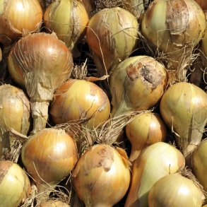 L�g fr�. Sturon. Allium cepa.  Ca. 215 �kologiske fr�