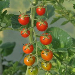 Tomat fr�. Sugar Gloss. Solanum lycopersicum. Ca. 5 fr�. F1