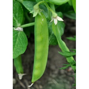 rter. Norli. Pisum sativum. kologisk. Fr.